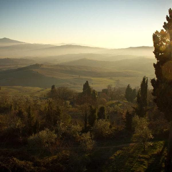 Demo Premium Olive Oil